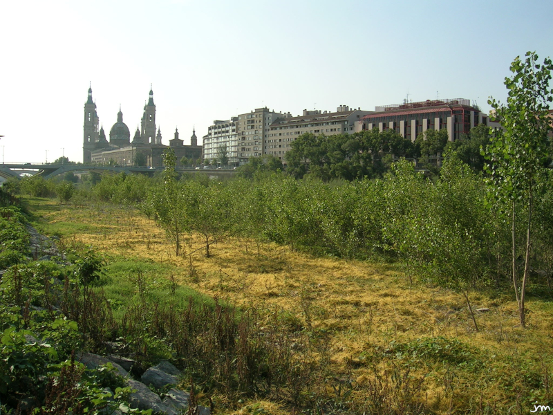 Cuscute Ebre Ebro Sargosse Zaragoza spain Espagne