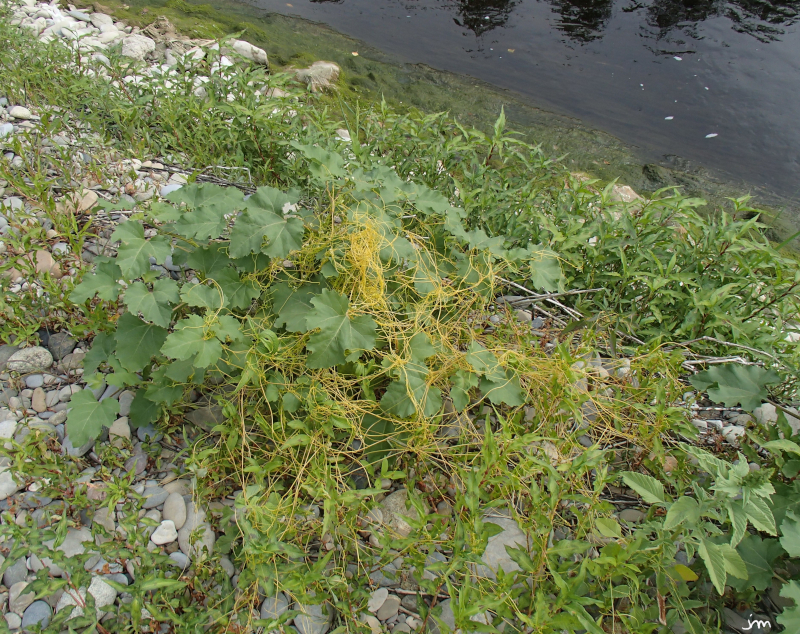 Cuscuta europea Xanthium Ebre Saragosse