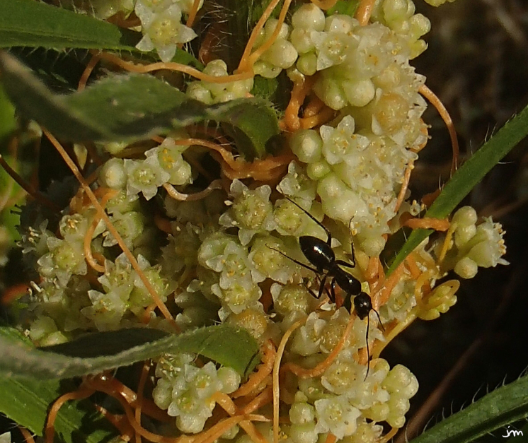 fleurs Cuscute fourmi