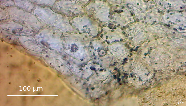 paremchyme appareil reproducteur amidon cuscute
