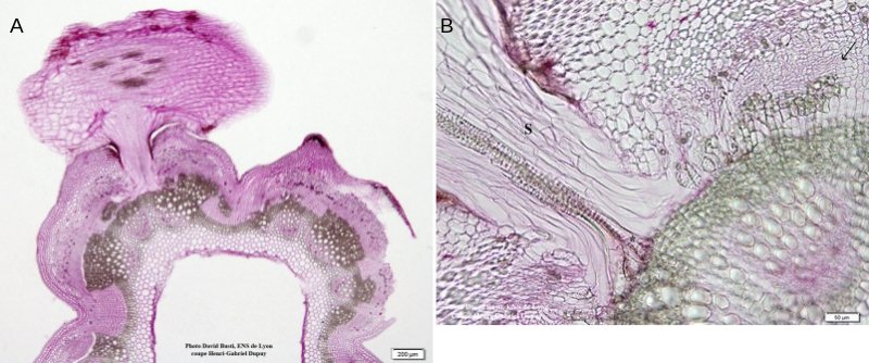 cuscute haustorium Coupes histologiques