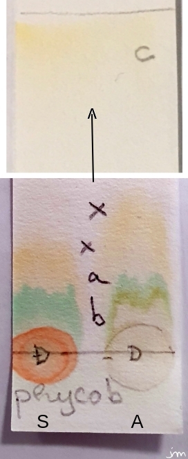 Chromatographie pigment cyanobactérie angiosperme