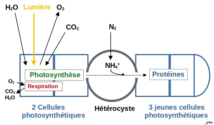 Nostoc cyanobactérie métabolismes