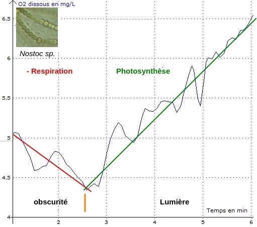 Photosynthèse oxygénique respiration Nostoc