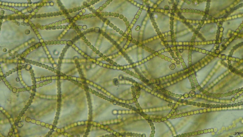 Nostoc colonie cyanobactérie microscope