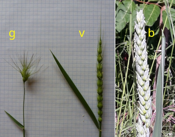Poacées apparentées ægylops geniculata ovata ventricosa triticum æstivum
