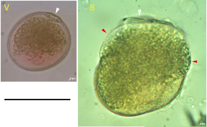 Grains de pollens pollen blé aegylops ventricosa