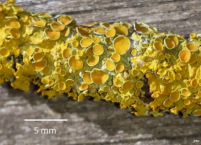 Xanthoria parietina apothécie branche