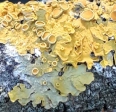 Xanthoria parietina