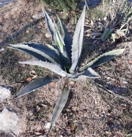 Agave americana