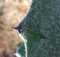 Agave americana piquant gel glace