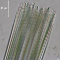 Raphide faisceau agave américaine oxalate calcium